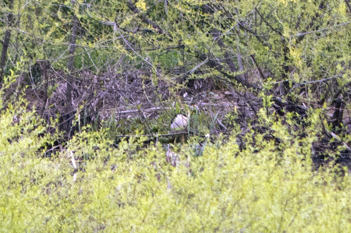 Black-crowned Night Heron - Vic Laubach