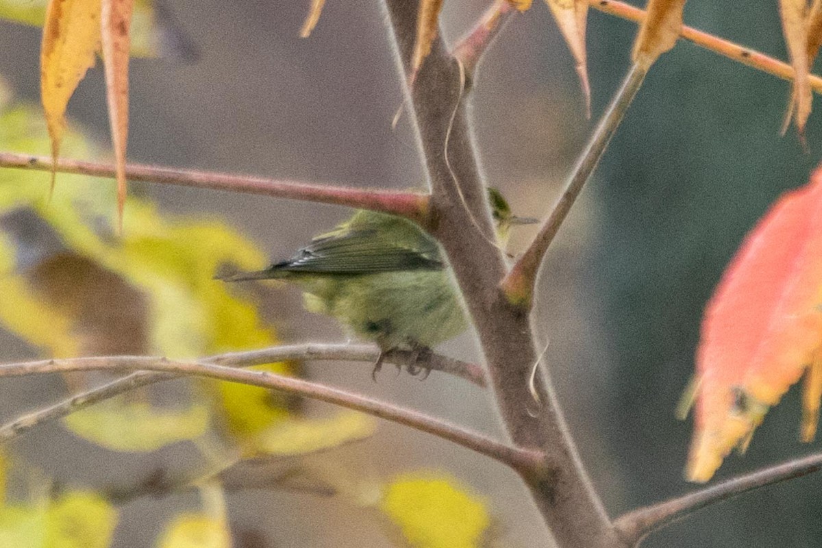 Tennessee Warbler - ML279246691