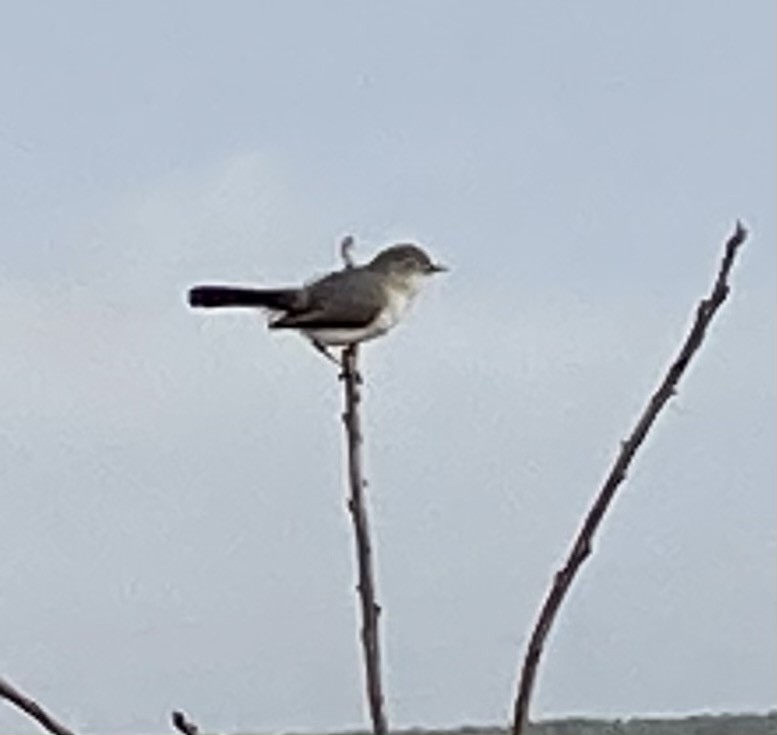 Blue-gray Gnatcatcher - ML279248351