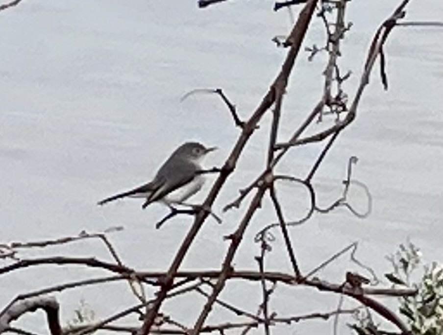 Blue-gray Gnatcatcher - ML279248371