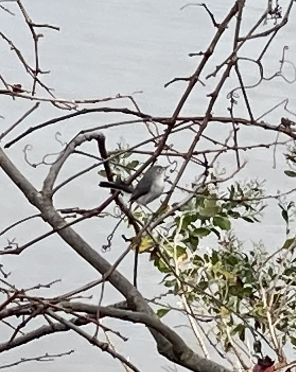 Blue-gray Gnatcatcher - ML279248391