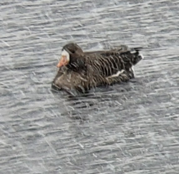 Greater White-fronted Goose - ML279249231