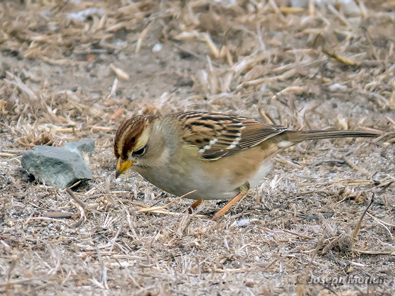 White-crowned Sparrow - ML279250521