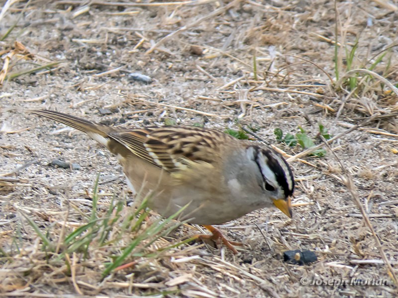 White-crowned Sparrow - ML279250541
