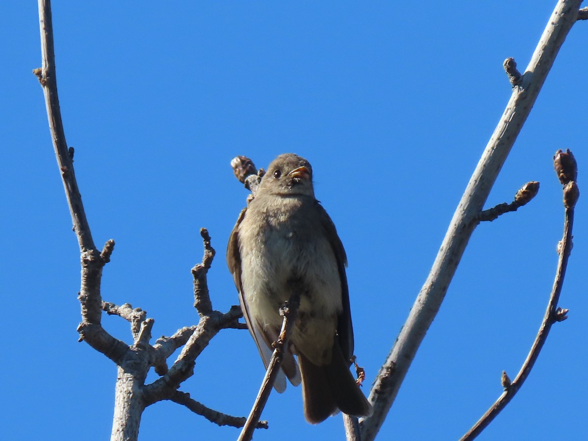 Western/Eastern Wood-Pewee - ML279250671