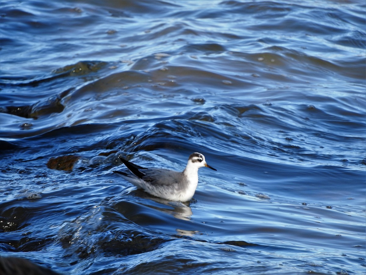 Red Phalarope - Brian Marra