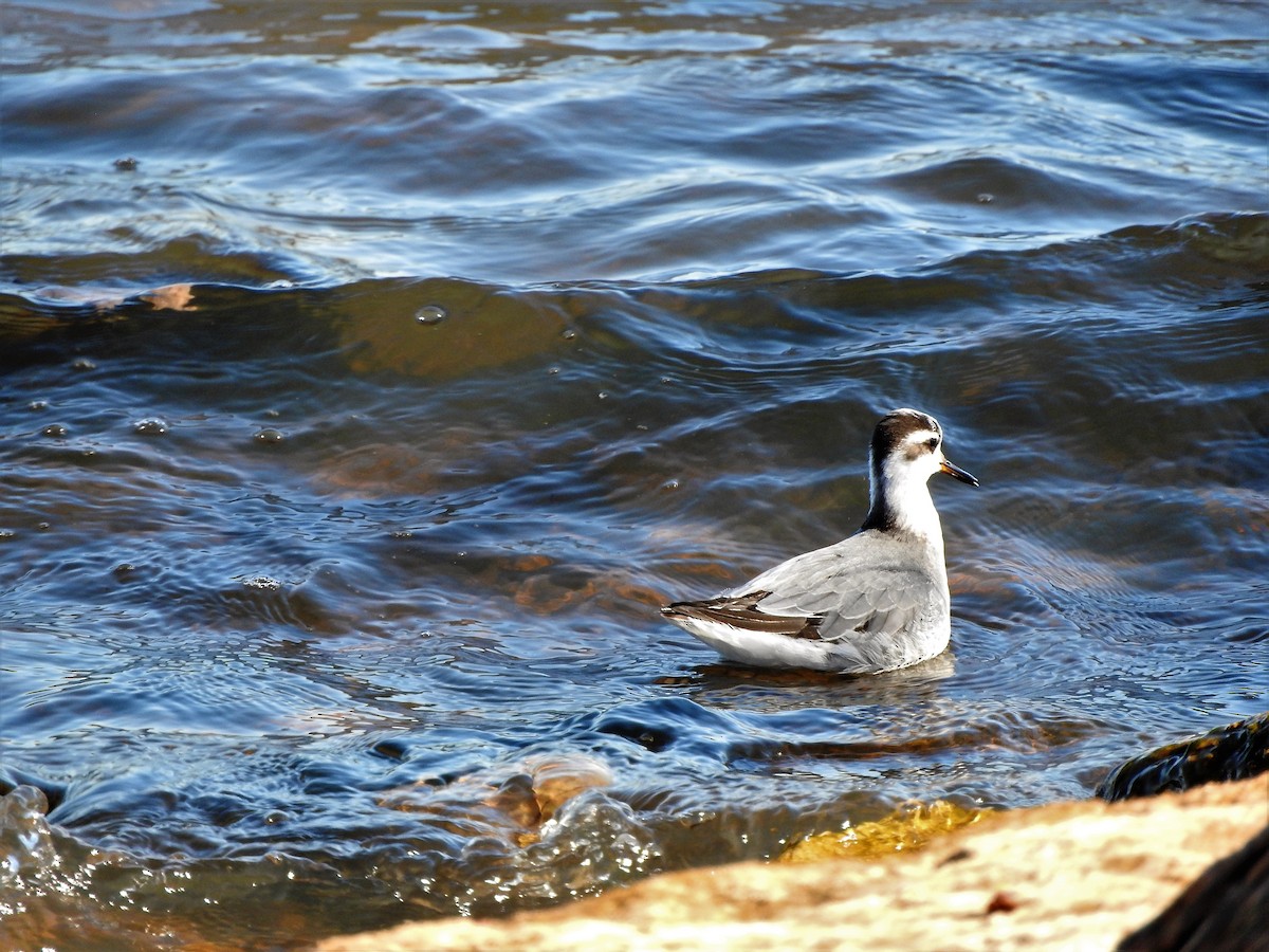 Red Phalarope - Brian Marra