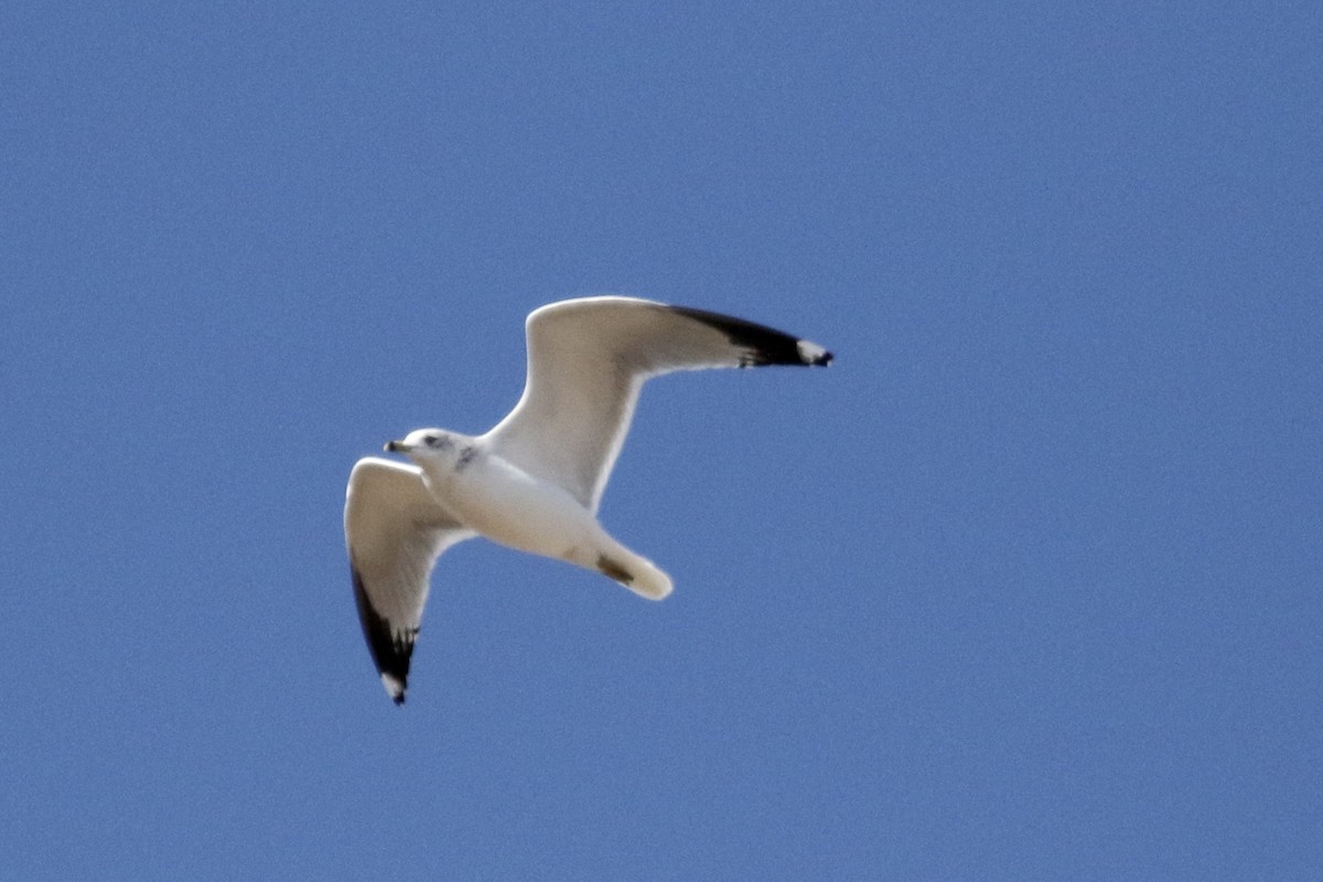 Ring-billed Gull - ML279251511