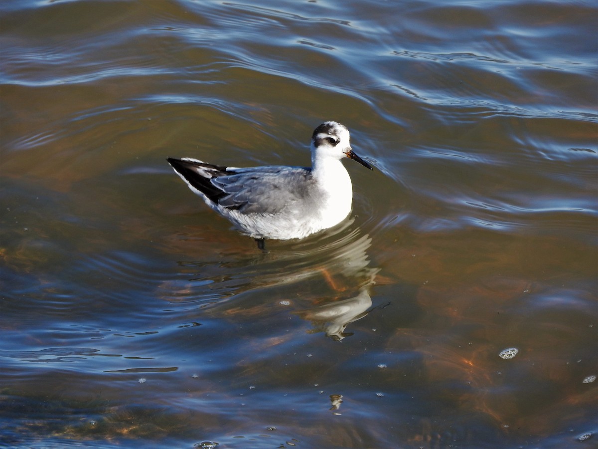 Red Phalarope - Brian Marra