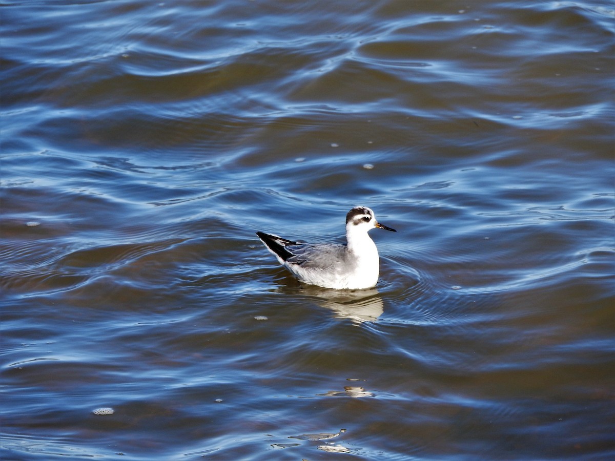 polarsvømmesnipe - ML279251571