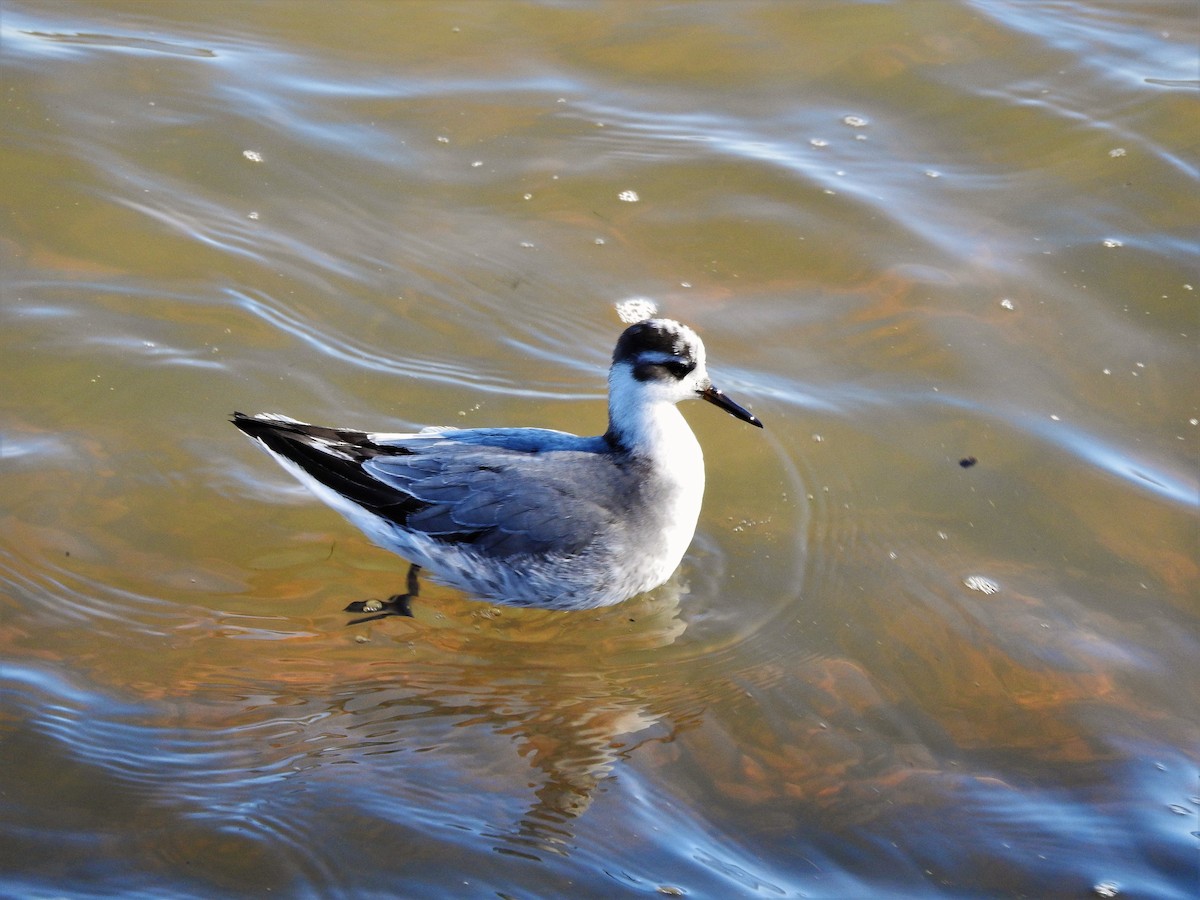 polarsvømmesnipe - ML279251611