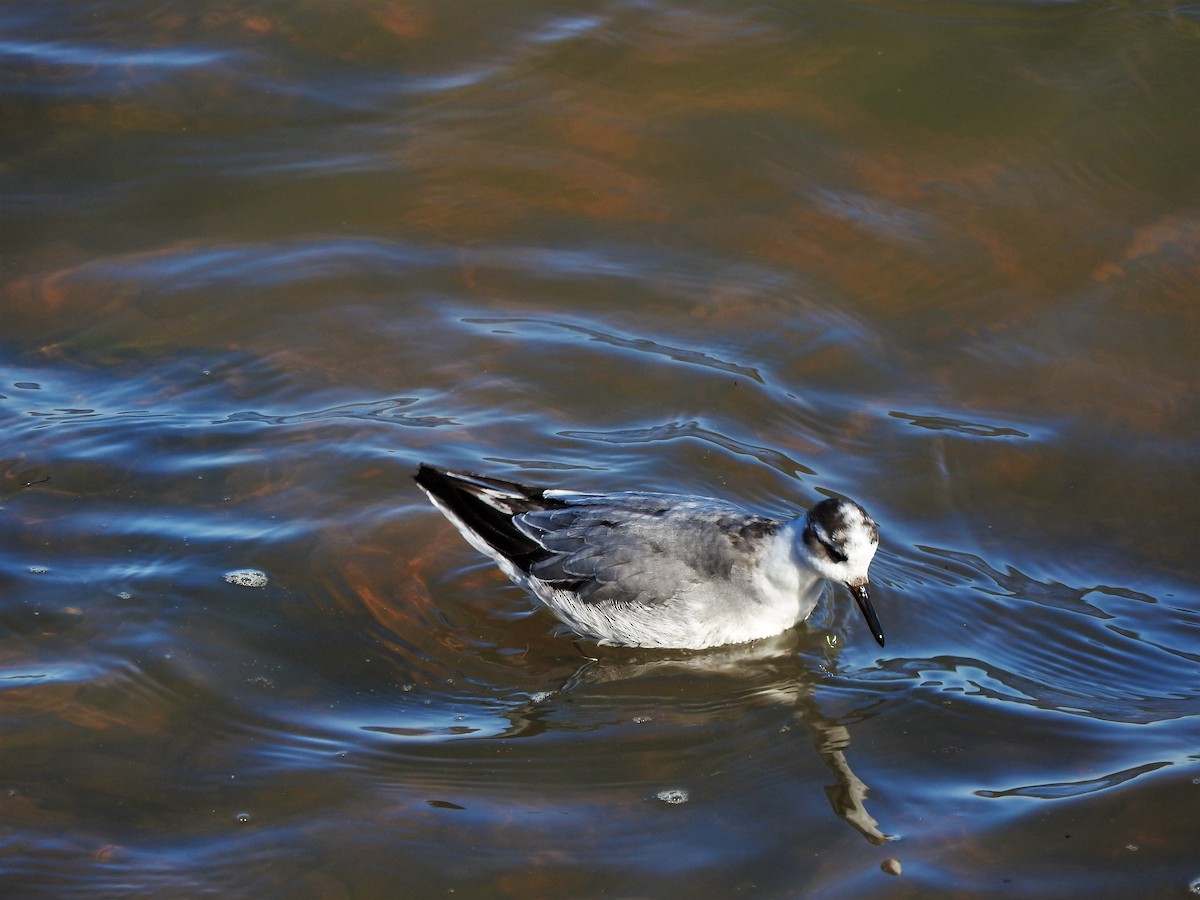 Phalarope à bec large - ML279251651