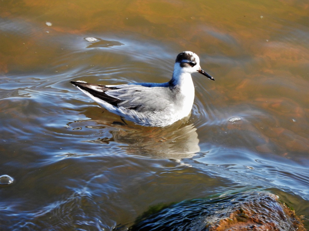 Phalarope à bec large - ML279251711