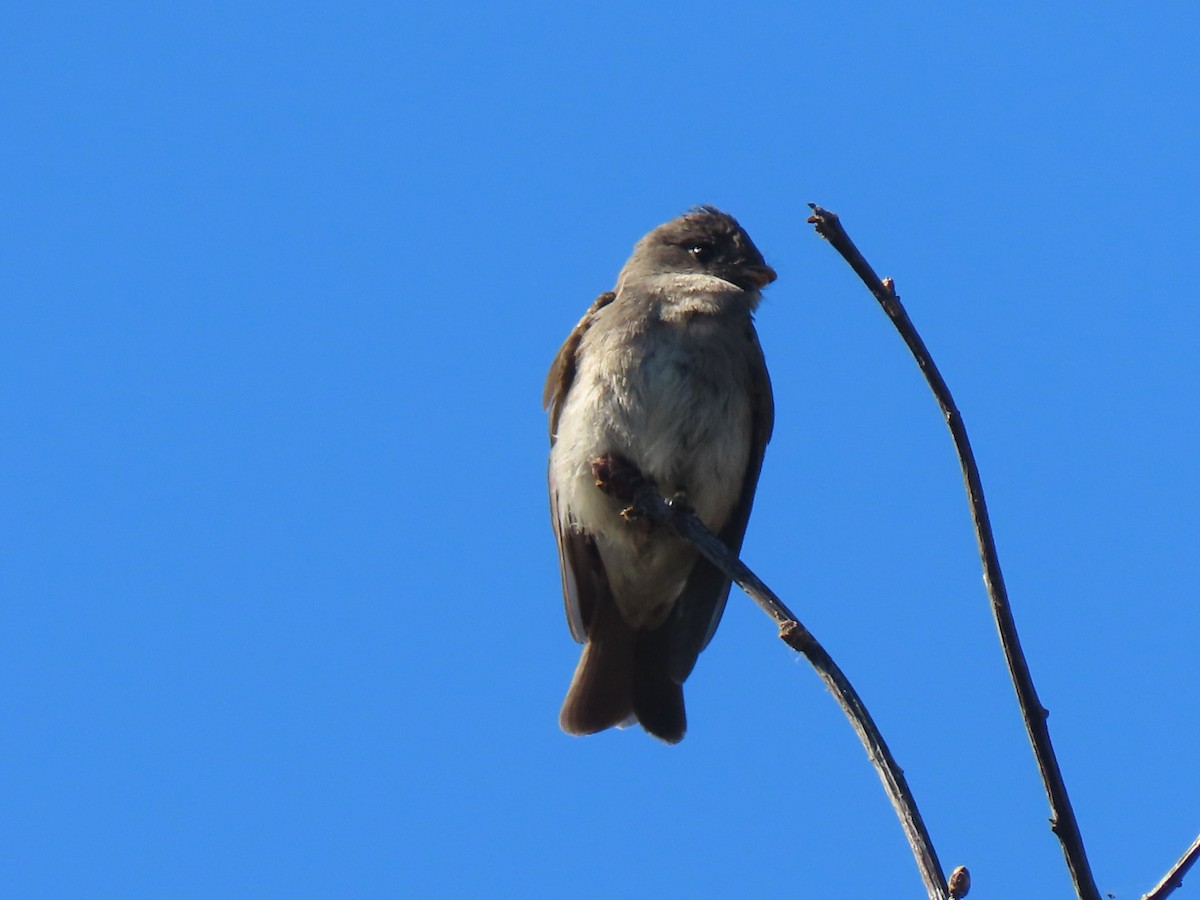 Western/Eastern Wood-Pewee - Edana Salisbury