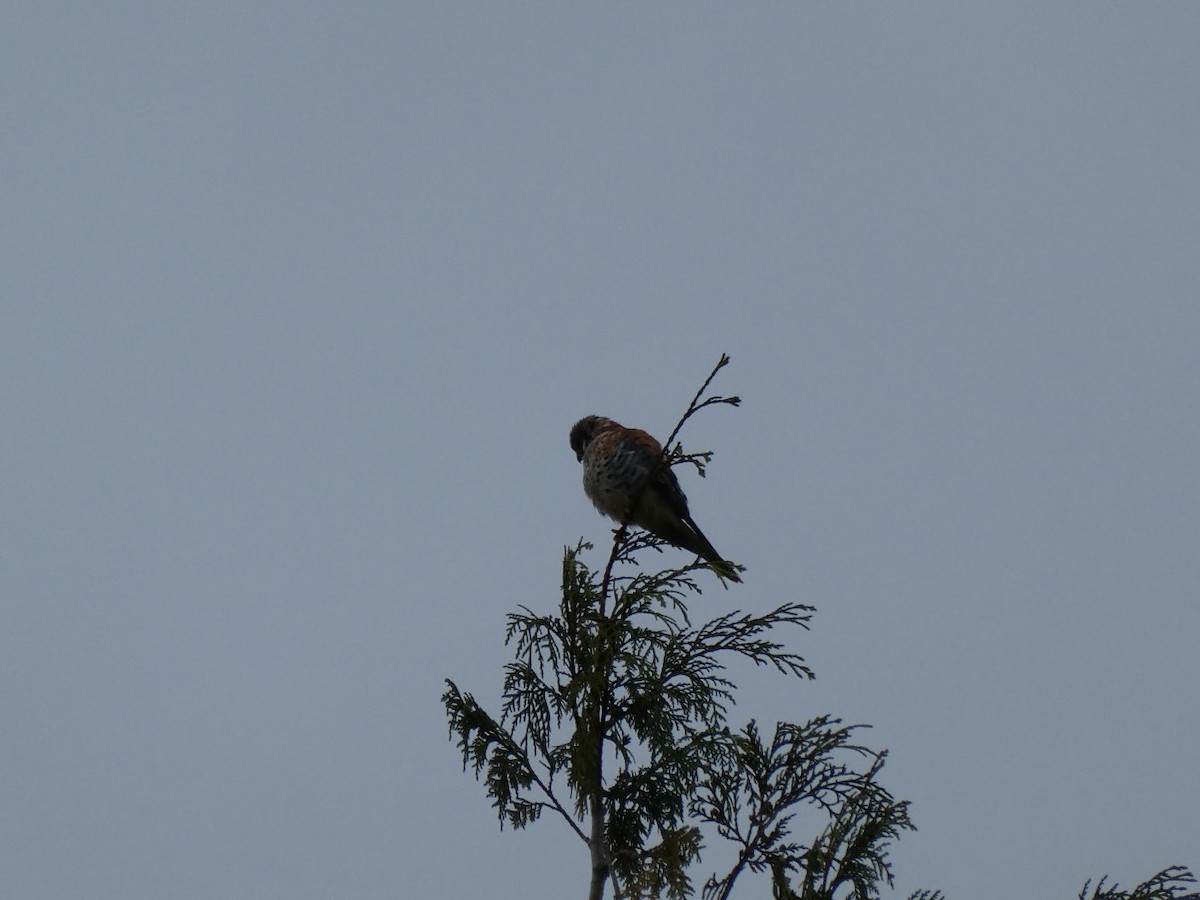 American Kestrel - ML279255361