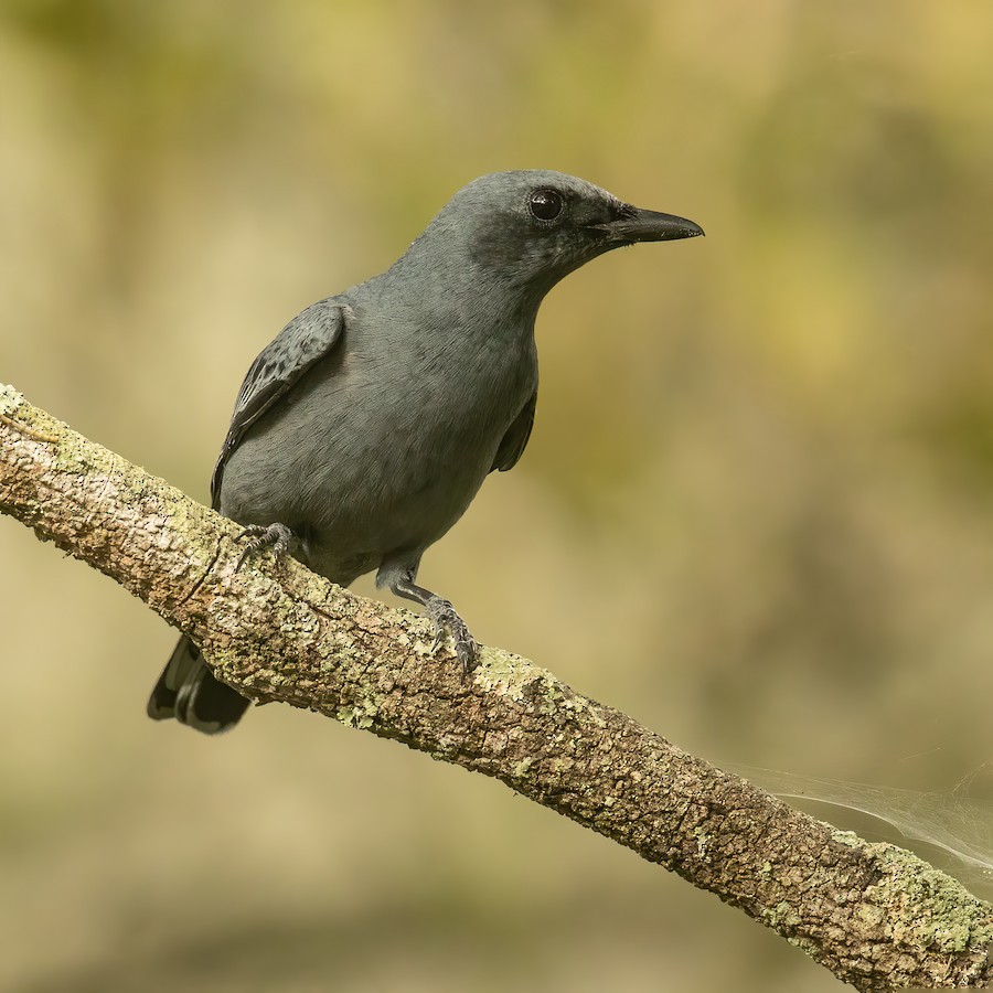 Common Cicadabird (Slender-billed) - eBird