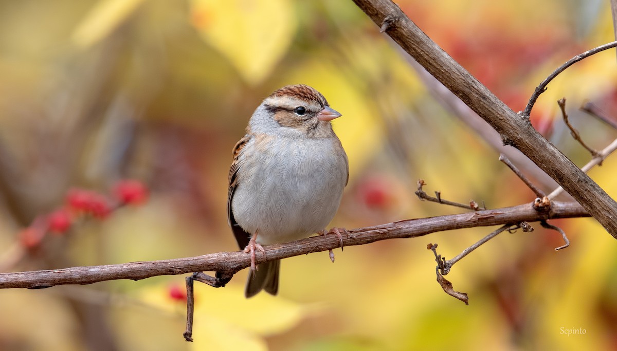 Chipping Sparrow - ML279256361