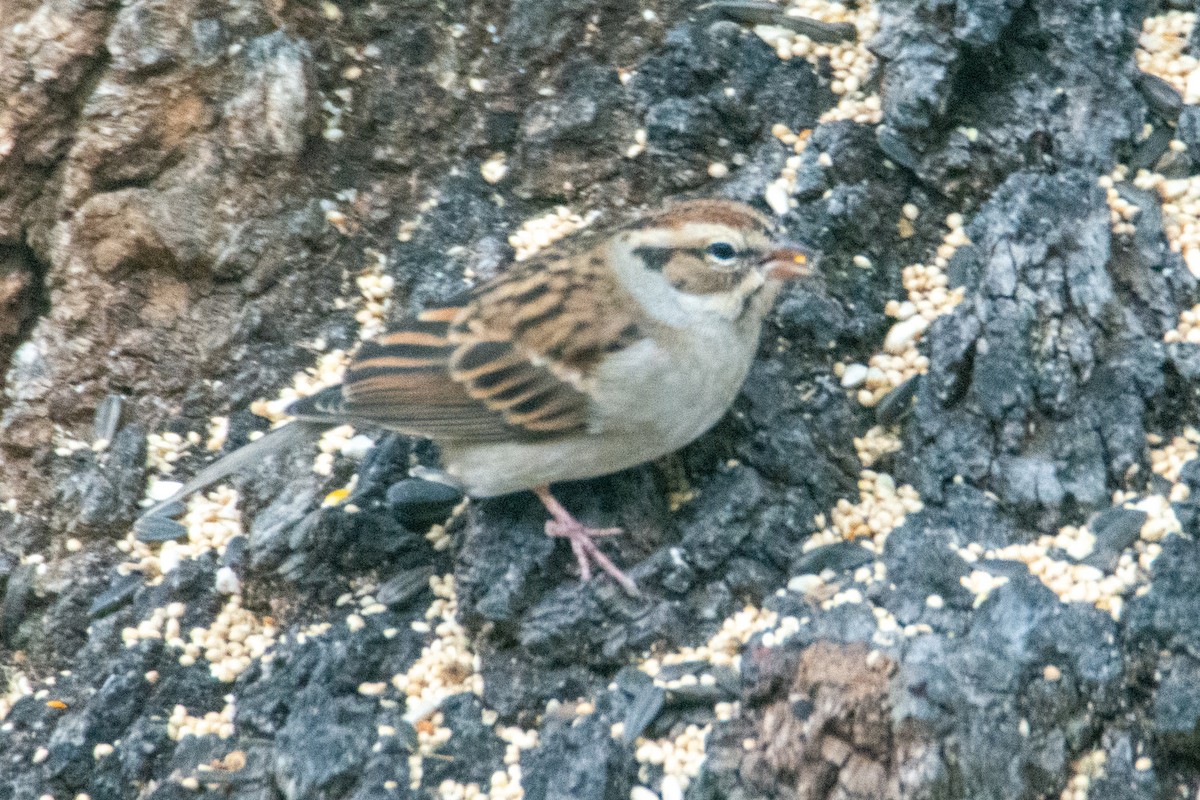 Chipping Sparrow - ML279257511