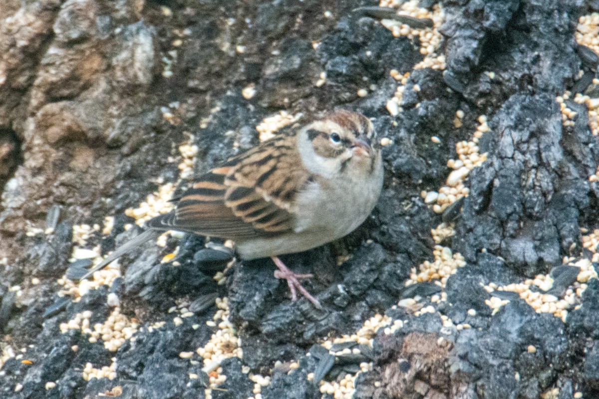 Chipping Sparrow - ML279257521