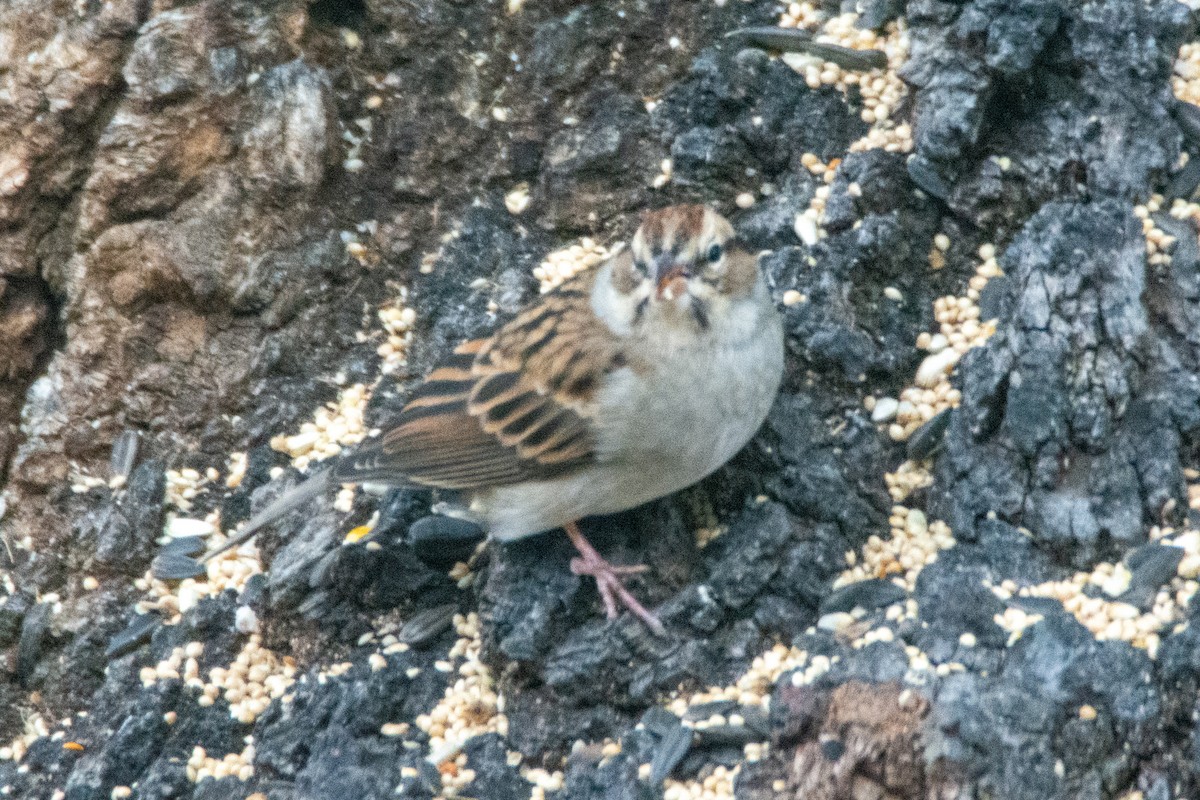 Chipping Sparrow - ML279257551