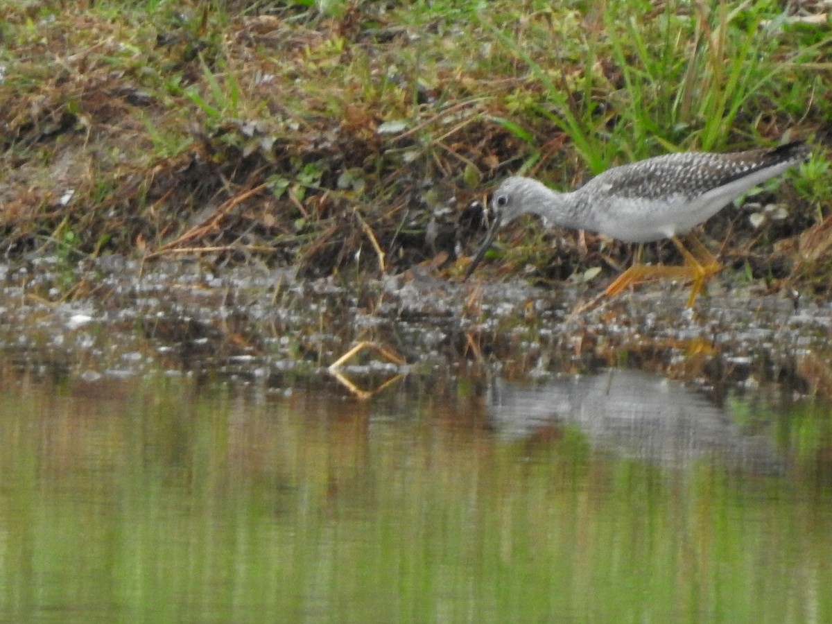 Greater Yellowlegs - ML279261391