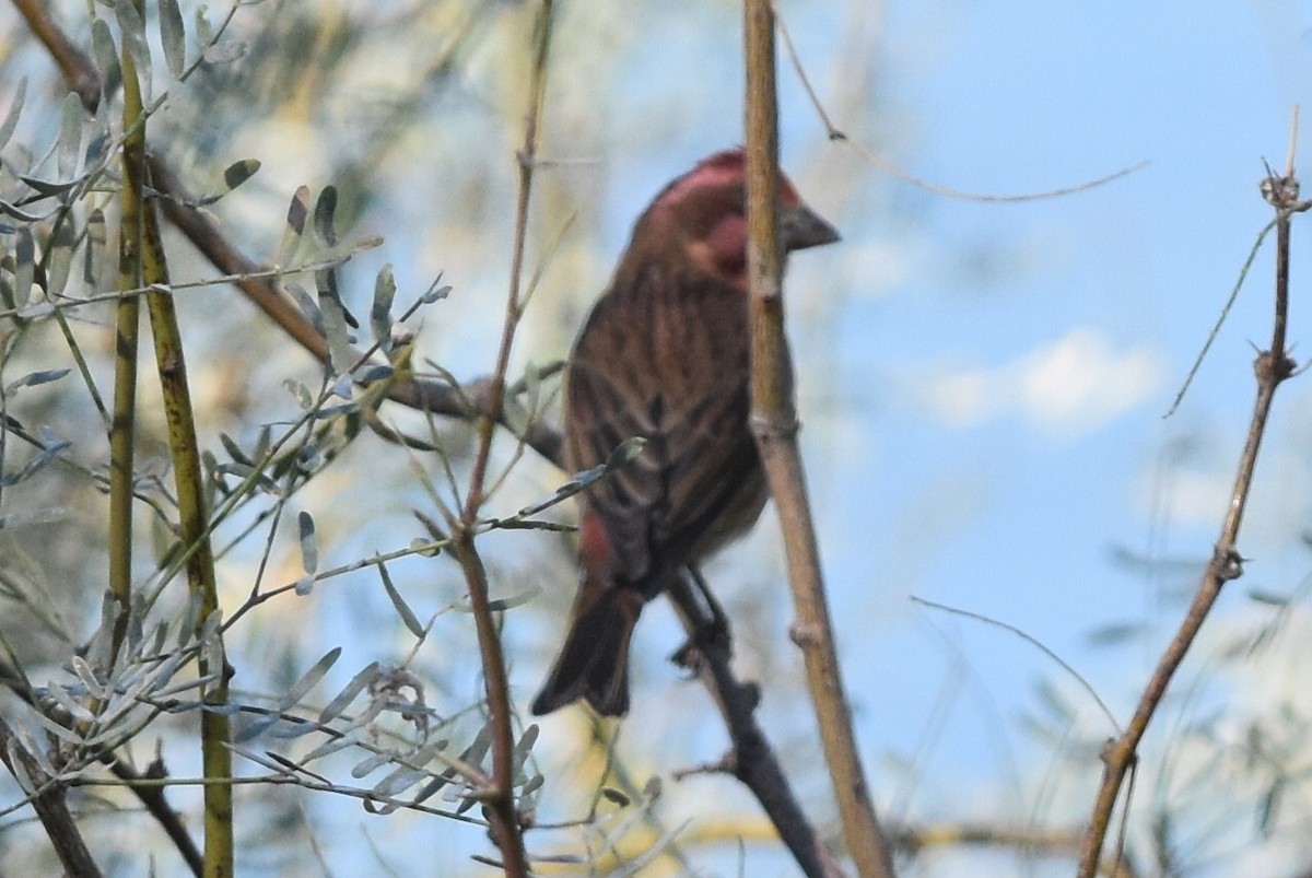 purpurfink (californicus) - ML279262031