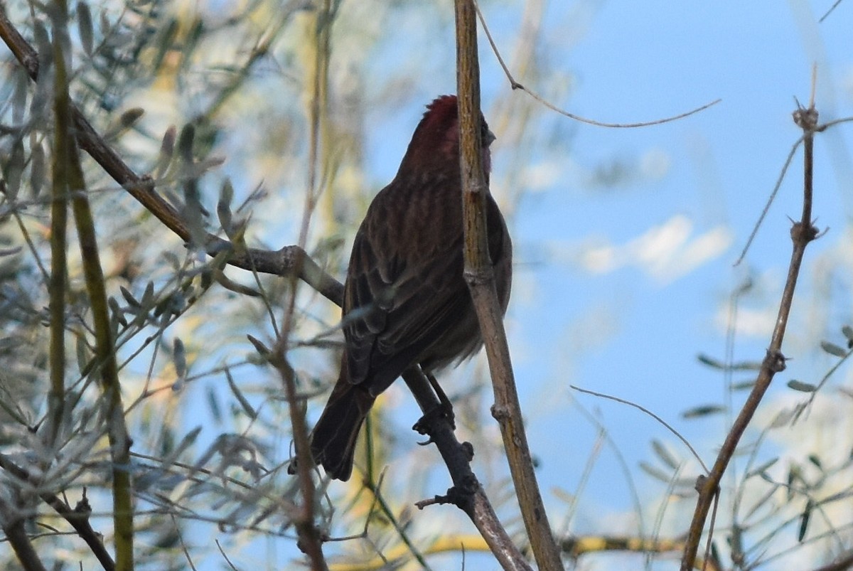 purpurfink (californicus) - ML279262041