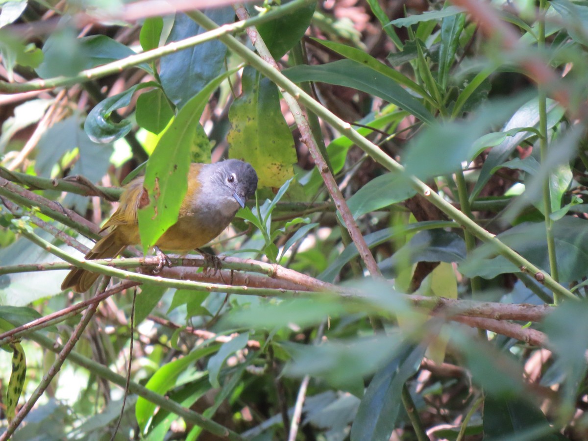 Eastern Mountain Greenbul - James Bradley