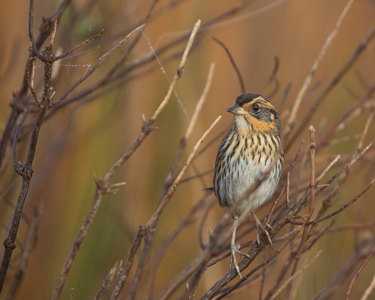 Saltmarsh Sparrow - J.B. Churchill