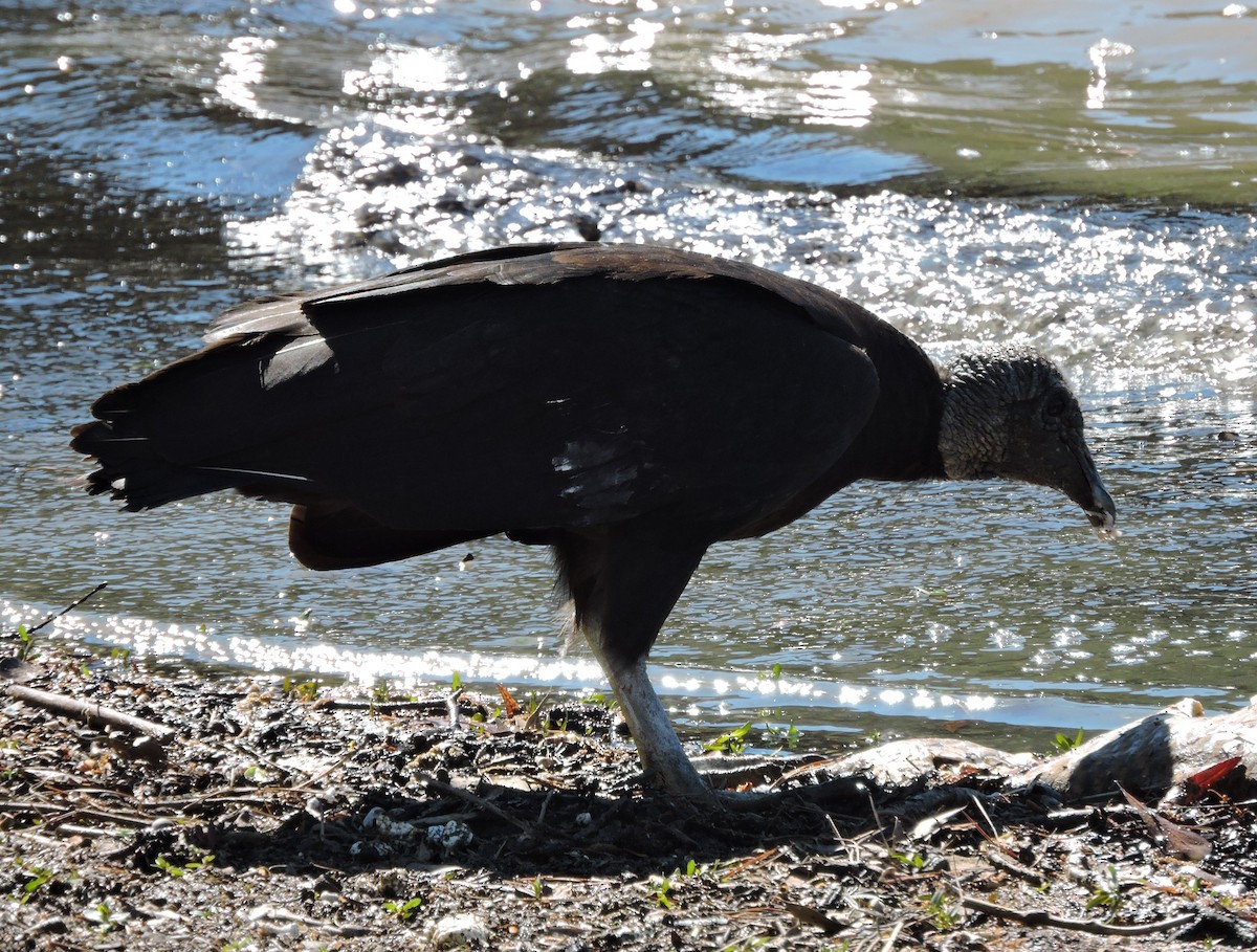 Black Vulture - ML27926521