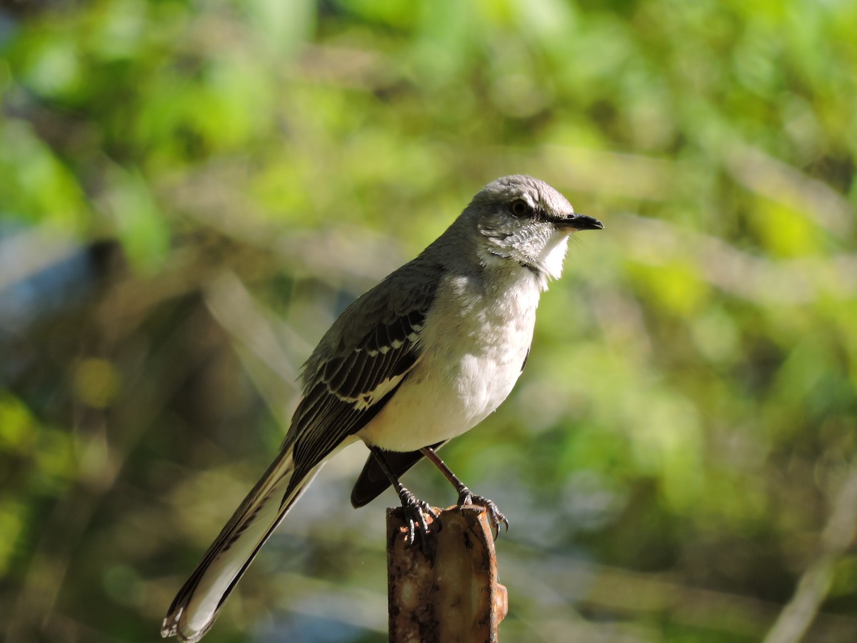 Northern Mockingbird - ML27926551