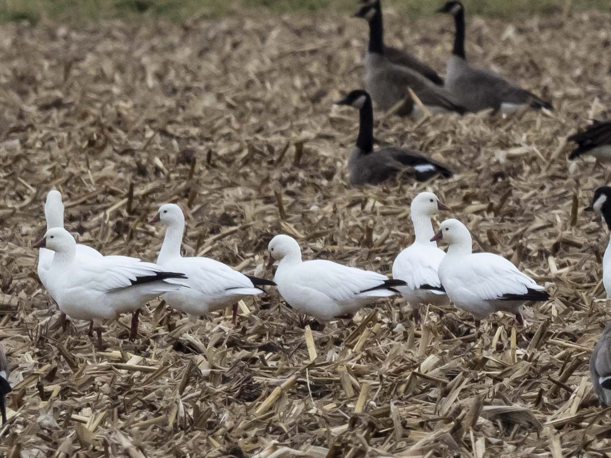 Ross's Goose - John VanOrman