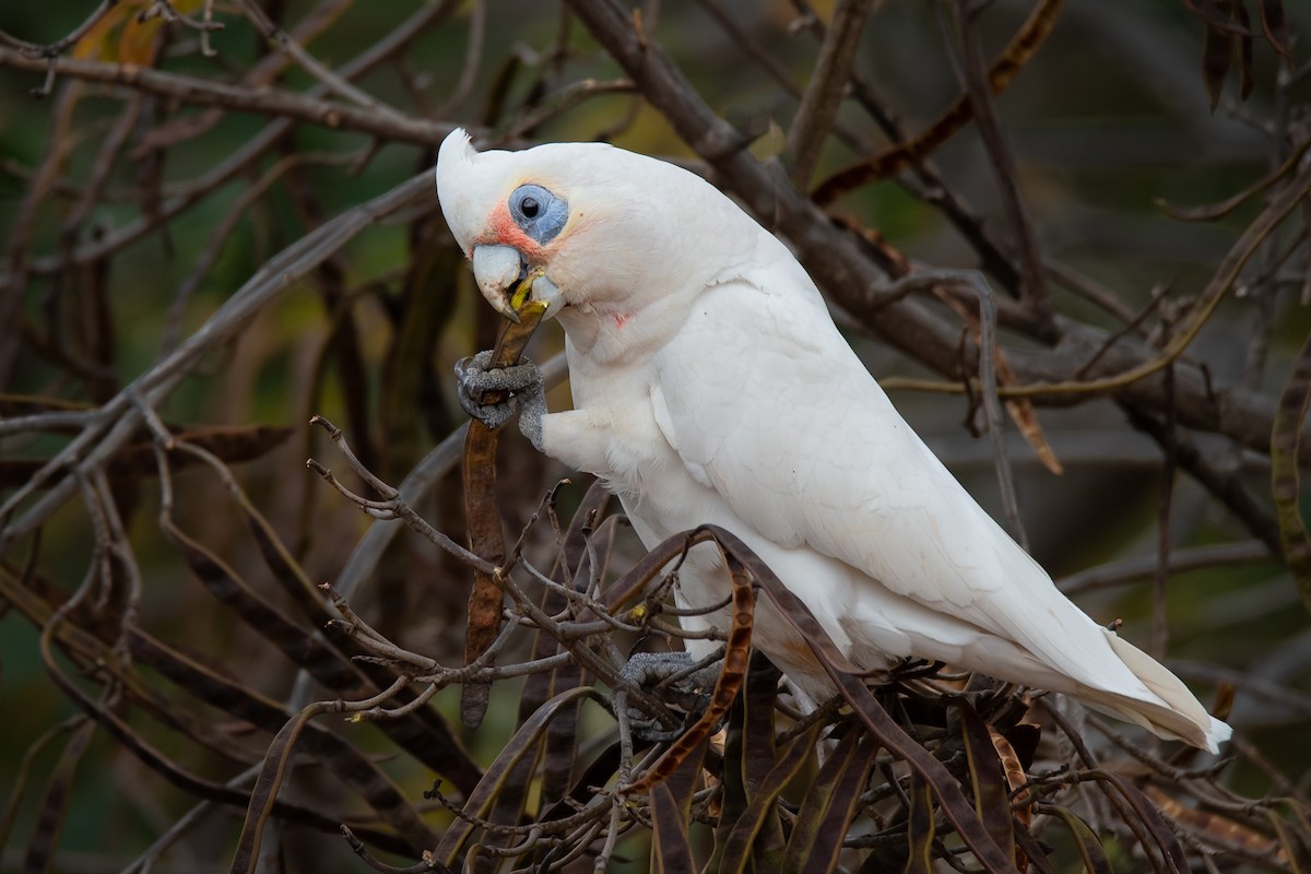 Little x Long-billed Corella (hybrid) - Hayley Alexander