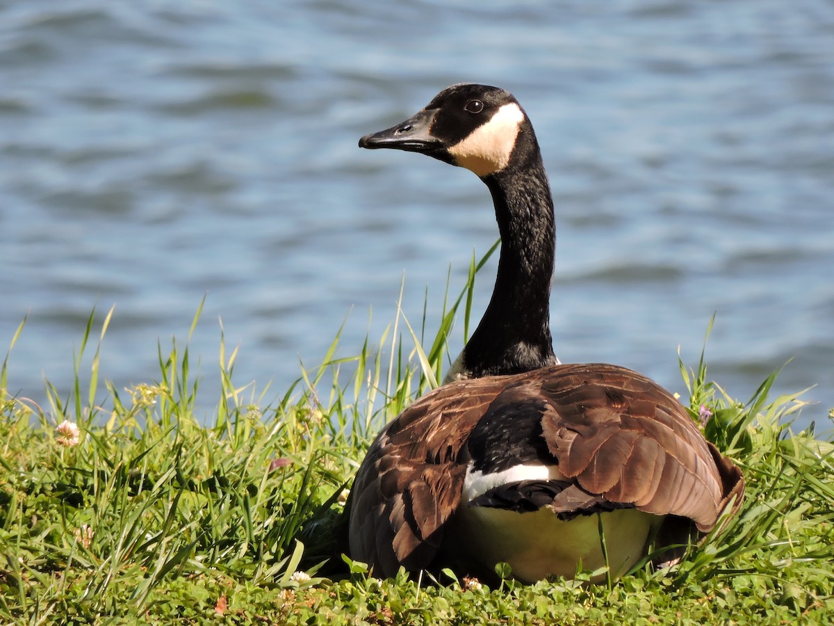 Canada Goose - ML27926771