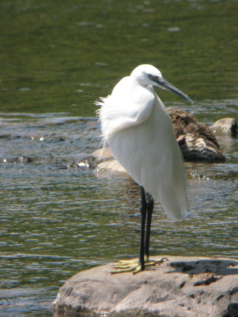 Little Egret - ML279268991