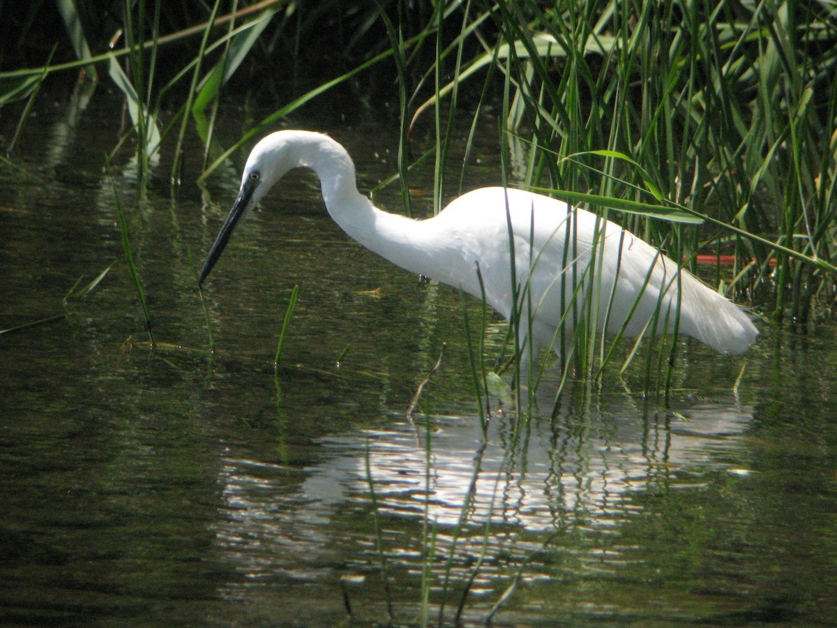 Little Egret - ML279269021