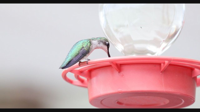 Ruby-throated Hummingbird - ML279270541