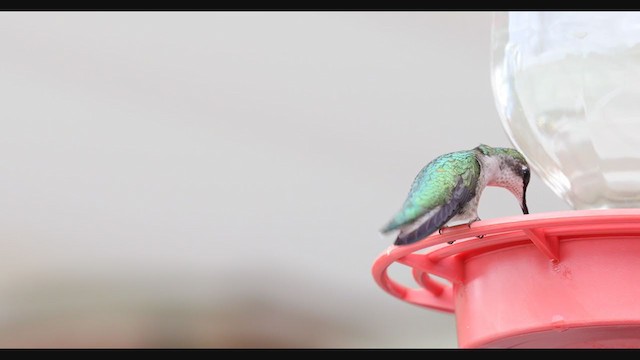 Ruby-throated Hummingbird - ML279271391