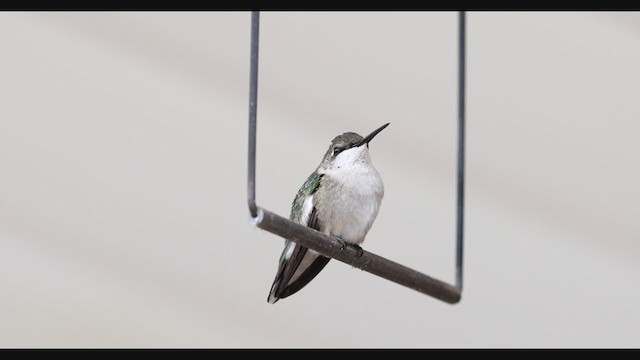 Ruby-throated Hummingbird - ML279272691