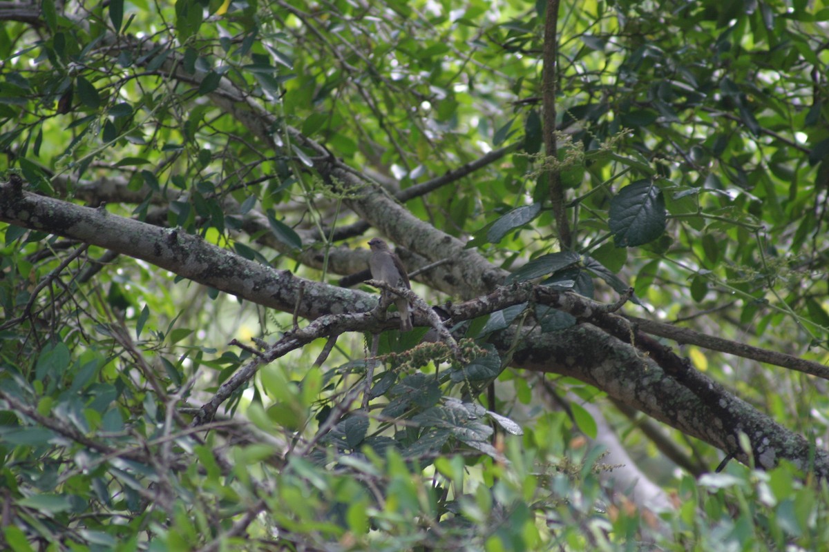 Lesser Honeyguide (Lesser) - ML27927291