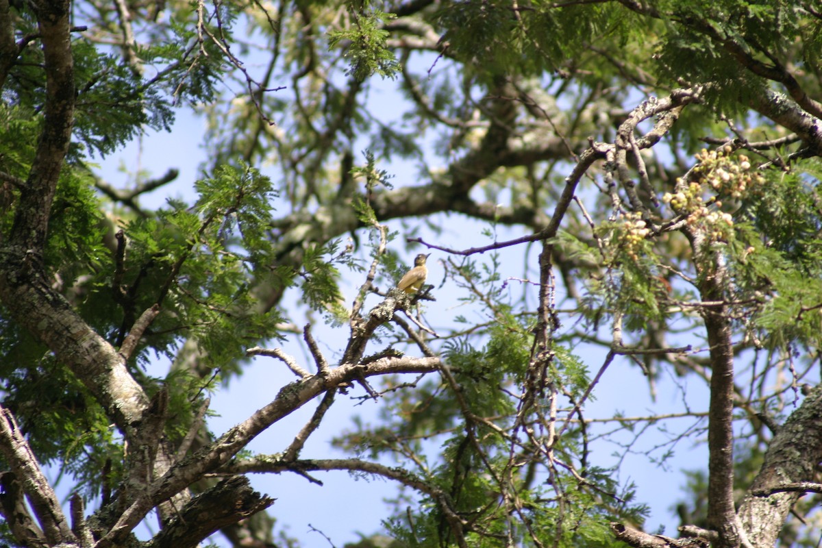 Yellow-bellied Greenbul - ML27927361