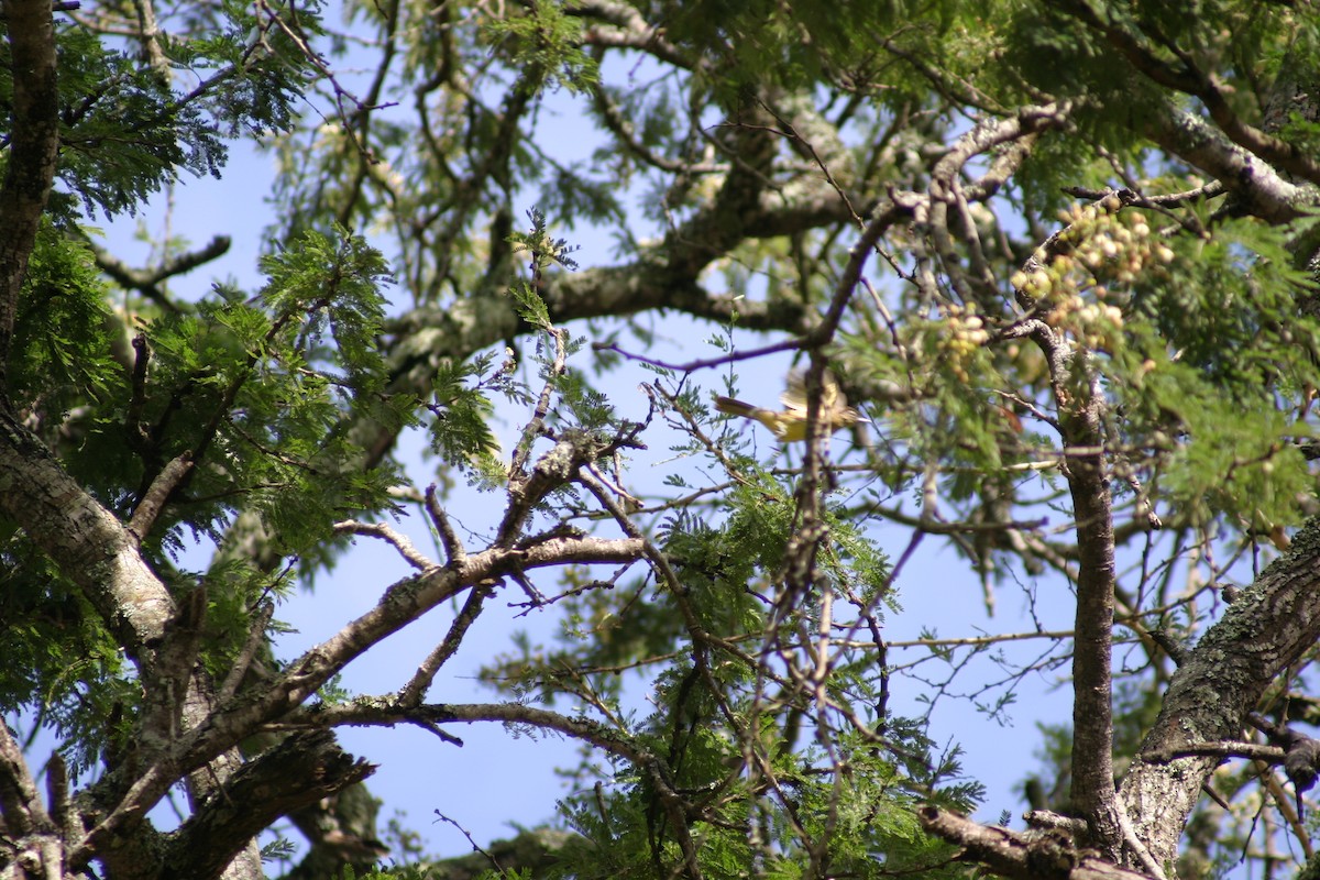 Yellow-bellied Greenbul - ML27927381