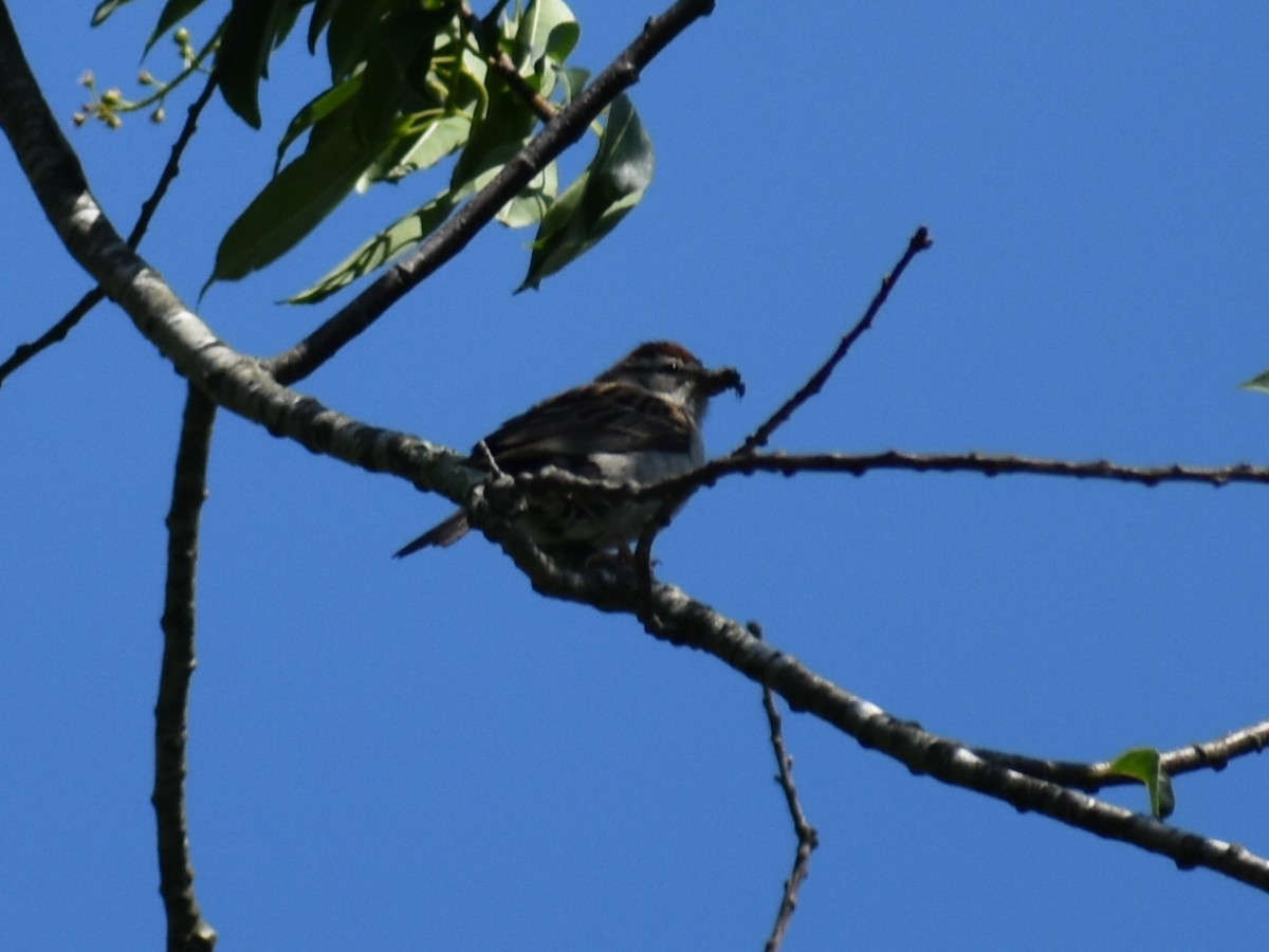 Chipping Sparrow - ML279274081