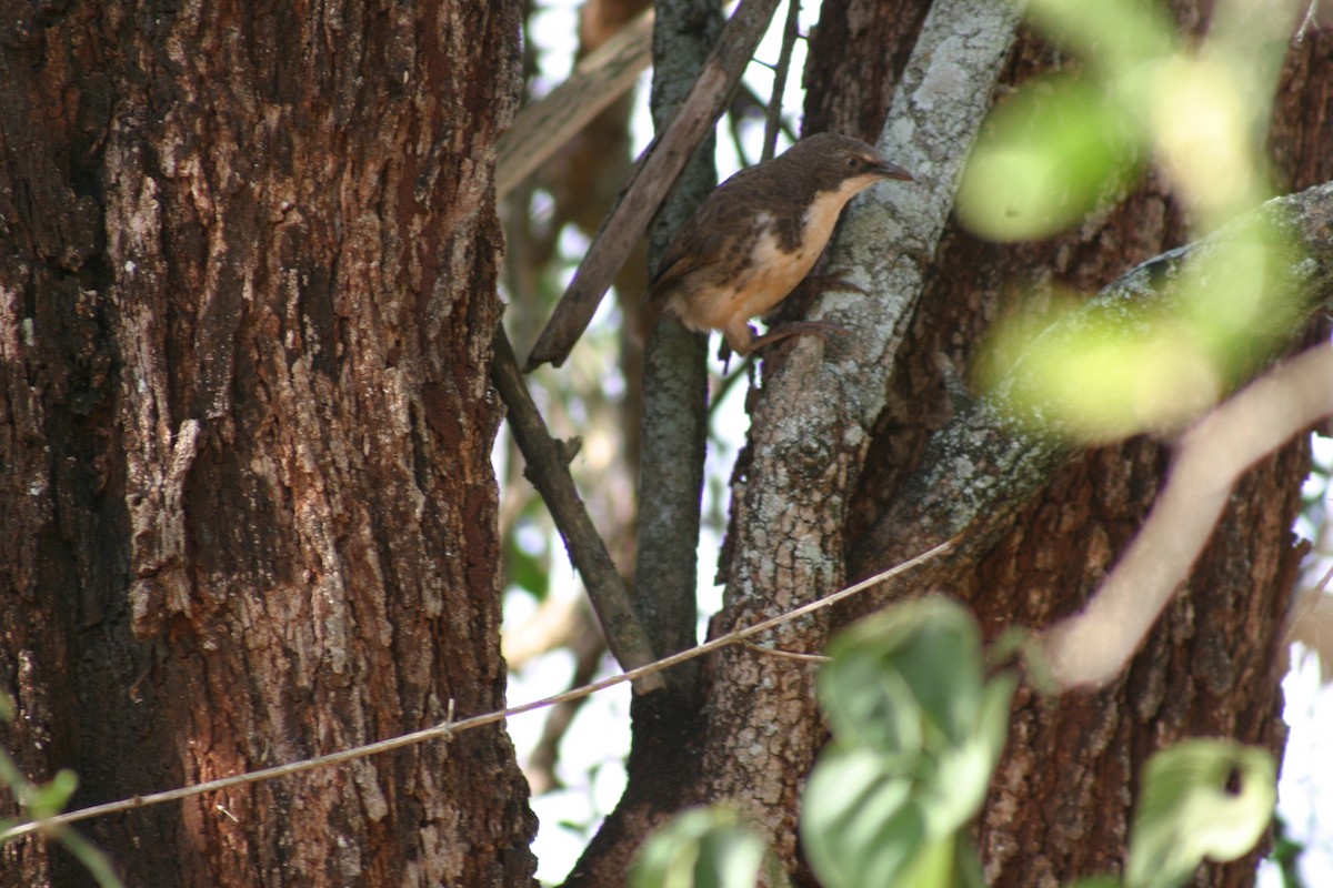 Northern Pied-Babbler - ML27927421