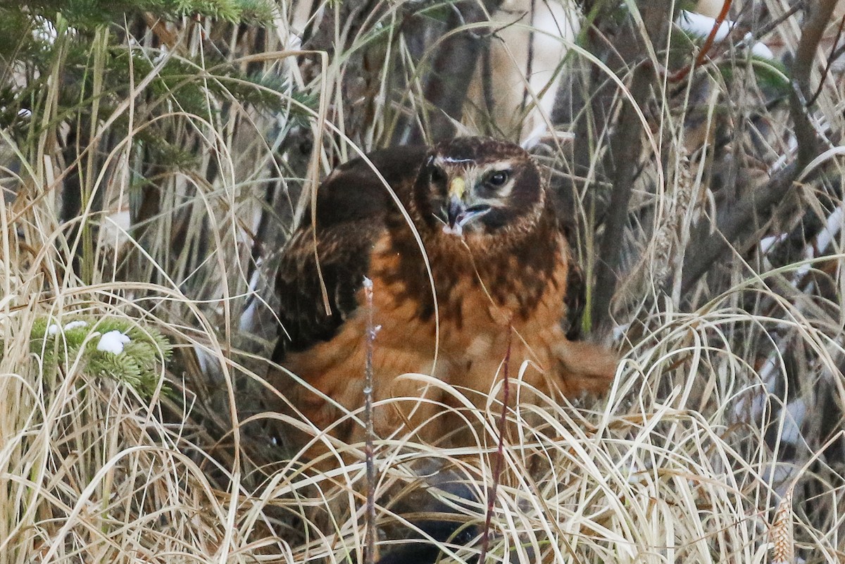 Northern Harrier - ML279274661