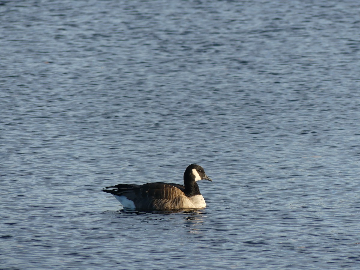 Cackling Goose - ML279275011