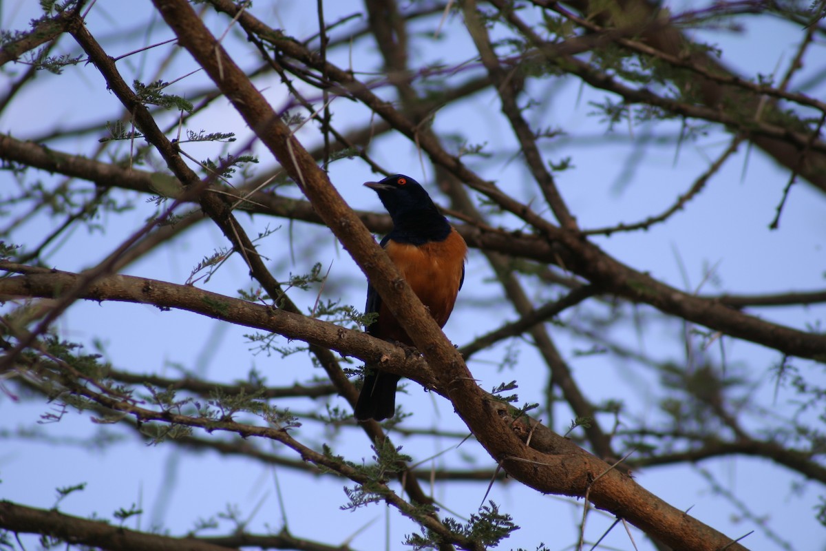 Hildebrandt's Starling - ML27927561