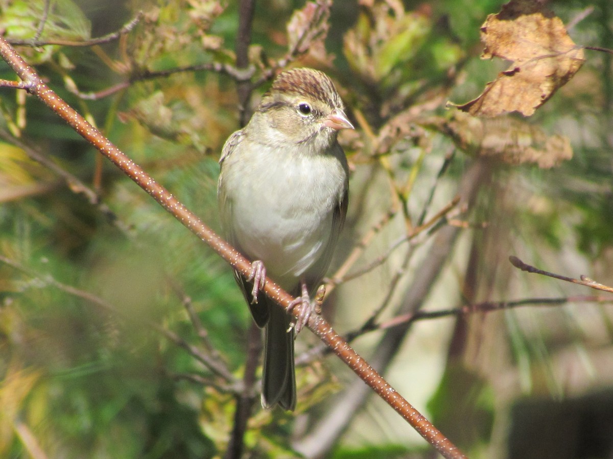 Chipping Sparrow - ML279276741