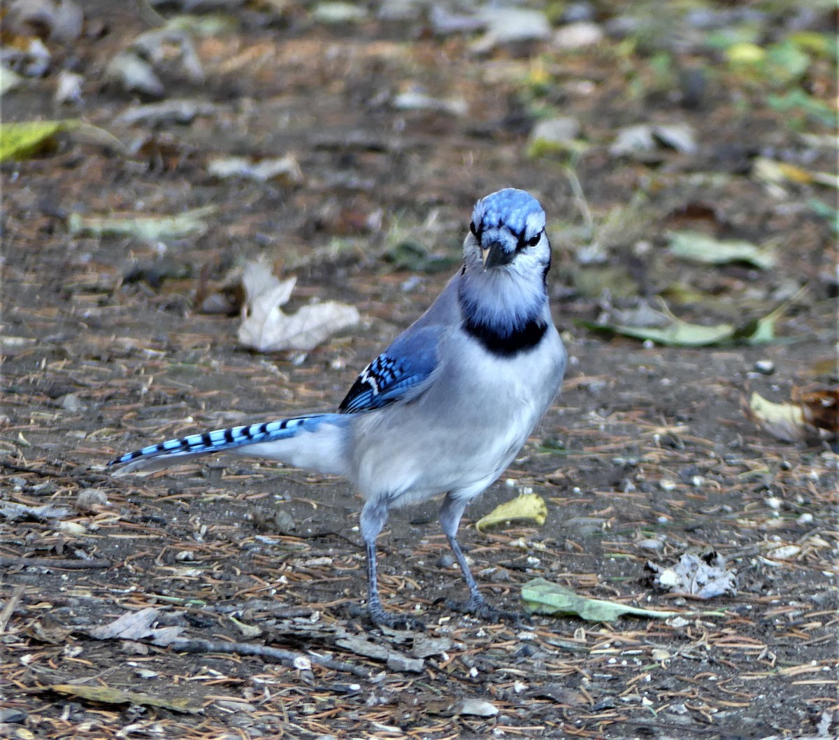 Blue Jay - Estela Quintero-Weldon