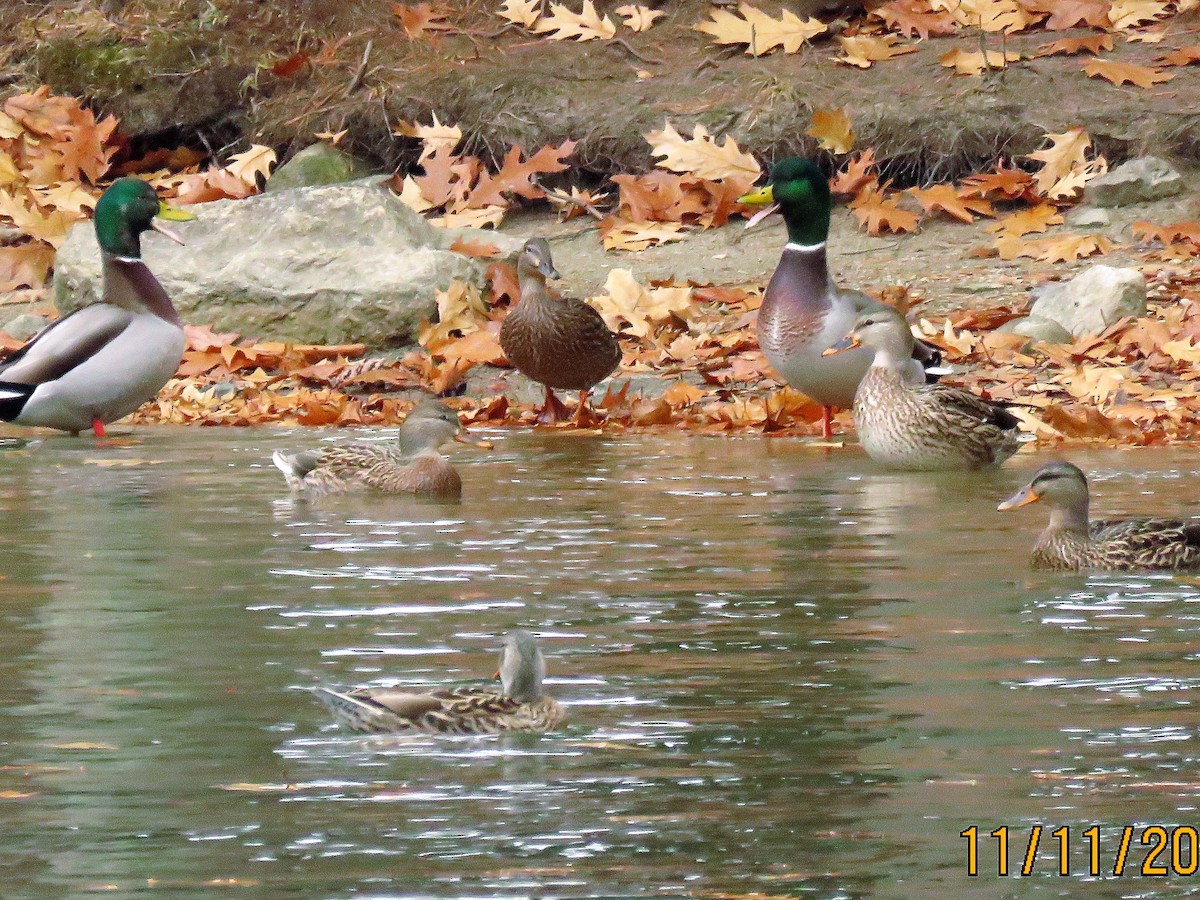 American Black Duck - ML279280891